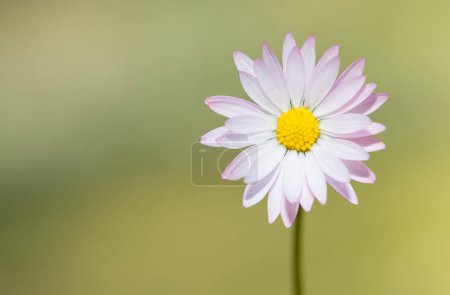 Photo for White daisy flower in natural life - Royalty Free Image