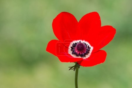 Photo for Wild red flowers, red anemone photos - Royalty Free Image
