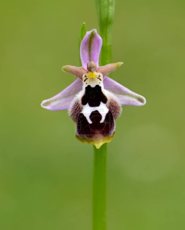 Foto de Fotos de flores silvestres, varias orquídeas de abejas. - Imagen libre de derechos