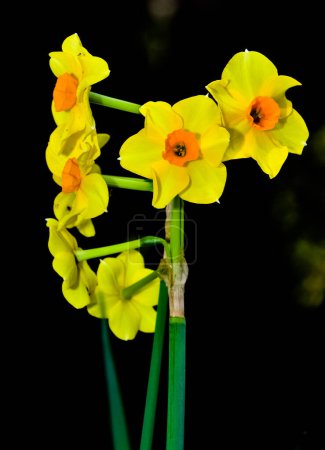 Photo for Garden flowers images. Photos of daffodil flowers in yellow. - Royalty Free Image