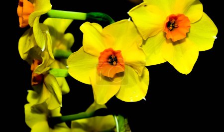 Photo for Garden flowers images. Photos of daffodil flowers in yellow. - Royalty Free Image