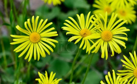 Foto de Fotos de flores amarillas creciendo a gran altitud - Imagen libre de derechos