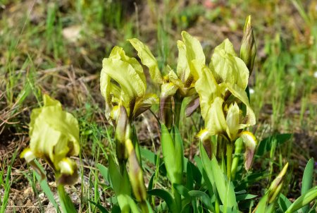 Téléchargez les photos : Images de fleurs sauvages. Photos d'iris sauvages en couleur jaune. - en image libre de droit