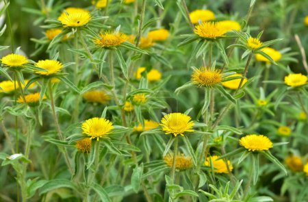 Photo for Wild plants. self-growing yellow flowers in nature. - Royalty Free Image