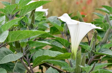 Téléchargez les photos : Plantes à fleurs blanches poussant dans les zones rurales - en image libre de droit