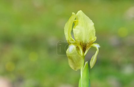 Téléchargez les photos : Images de fleurs sauvages. Photos d'iris sauvages en couleur jaune. - en image libre de droit