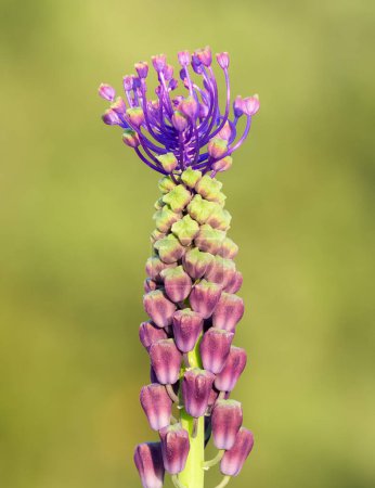 Foto de Fotos de flores silvestres, jacintos silvestres - Imagen libre de derechos