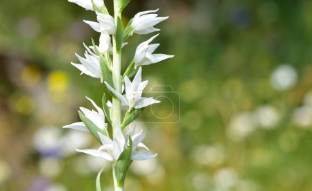 Téléchargez les photos : Des plantes et des fleurs sauvages. sauvage orchidée blanche photos - en image libre de droit