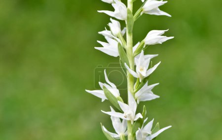 Téléchargez les photos : Des plantes et des fleurs sauvages. sauvage orchidée blanche photos - en image libre de droit