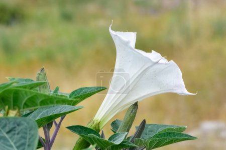 Téléchargez les photos : Plantes à fleurs blanches poussant dans les zones rurales - en image libre de droit