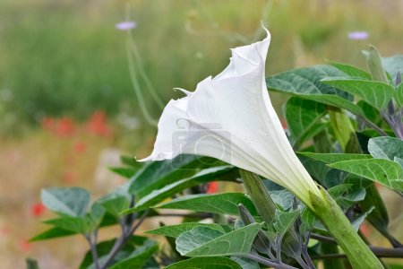 plantes à fleurs blanches poussant dans les zones rurales