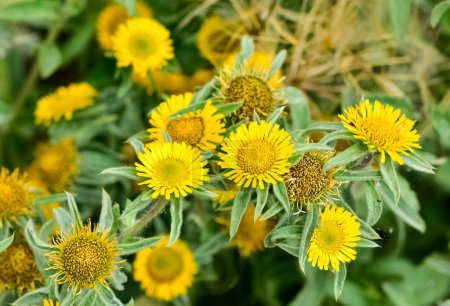 Photo for Wild plants. Yellow flowers growing on their own in nature. photos of yellow daisies. - Royalty Free Image