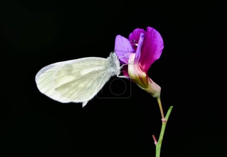 Photo for Photo of a white butterfly on a black background. Image of purple butterfly and white butterfly. - Royalty Free Image