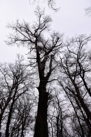 Fotos von Bäumen von Grund auf.