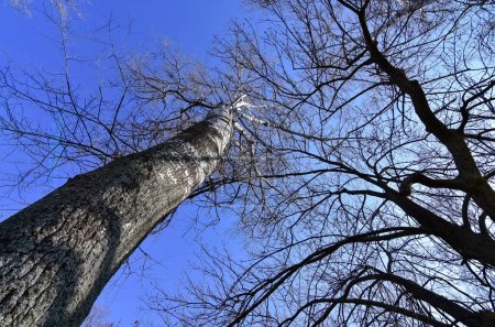 Fotos von Bäumen von Grund auf.