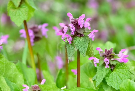 photos of wildflowers and wildflowers. dead nettle flower.