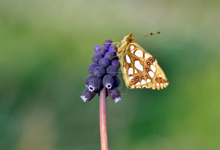 Fotos von Schmetterlingen, die sich von Blumen ernähren
