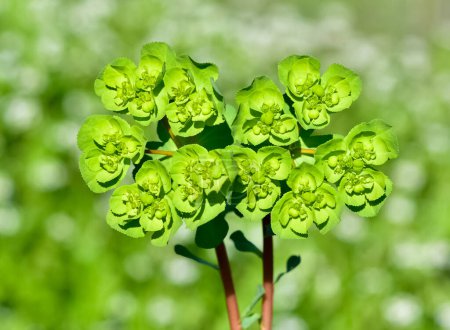 Photo for Pictures of wild plants, medicinal flowers. photos of spurge flowers. - Royalty Free Image