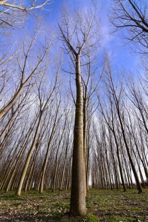 forests and trees. Photos of natural areas.