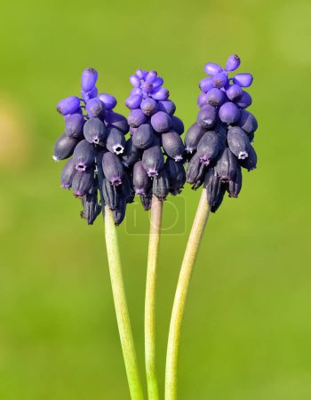 Photo for Photos of wild flowers, wild hyacinths - Royalty Free Image
