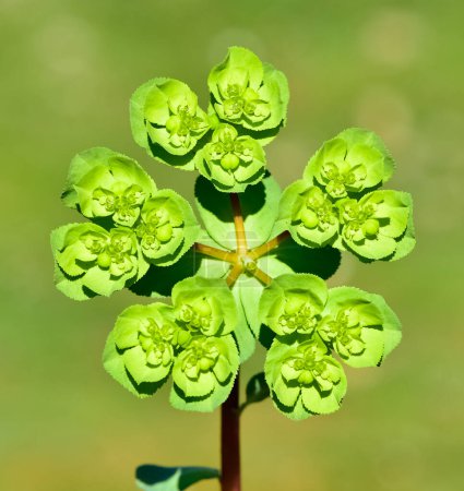 Photo for Pictures of wild plants, medicinal flowers. photos of spurge flowers. - Royalty Free Image