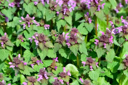 Photo for Photos of wildflowers and wildflowers. dead nettle flower. - Royalty Free Image