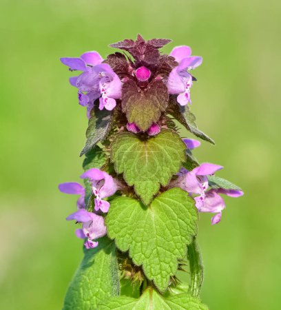 Photo for Photos of wildflowers and wildflowers. dead nettle flower. - Royalty Free Image