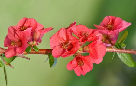 photos de diverses fleurs ornementales de jardin