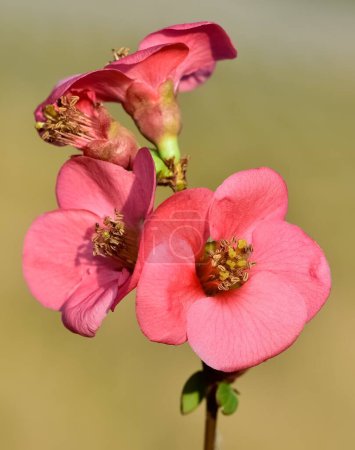 fotos de varias flores ornamentales de jardín
