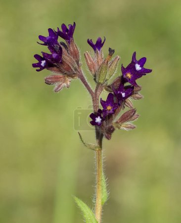 images of wild flowers. Photos of wild flowers with purple flowers.