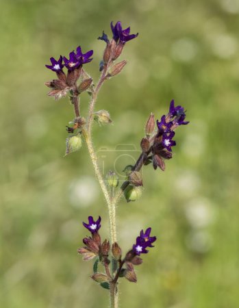 imágenes de flores silvestres. Fotos de flores silvestres con flores púrpuras.