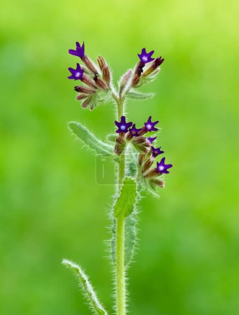 images of wild flowers. Photos of wild flowers with purple flowers.