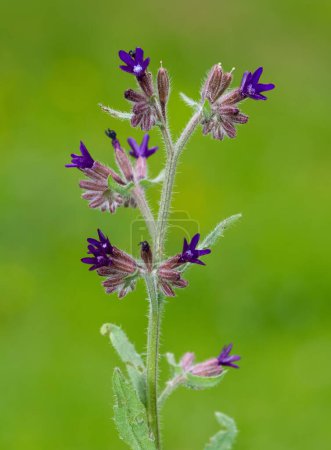 Téléchargez les photos : Images de fleurs sauvages. Photos de fleurs sauvages avec des fleurs violettes. - en image libre de droit