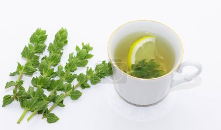 Photo for Wild plants and natural herbal teas. thyme tea. - Royalty Free Image