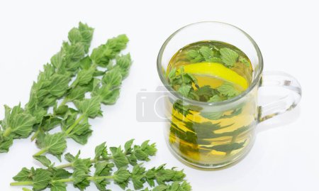 Photo for Wild plants and natural herbal teas. thyme tea. - Royalty Free Image