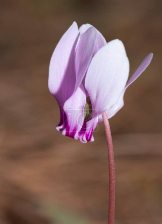 Photo for Photo of pink cyclamen in its natural habitat - Royalty Free Image