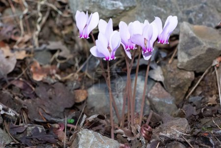photo of pink cyclamen in its natural habitat
