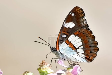 Photo for Flowers and butterfly in natural life - Royalty Free Image