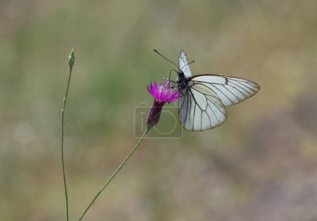 Fotos de varias mariposas moteadas alimentándose de flores
