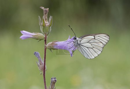 Fotos von verschiedenen gefleckten Schmetterlingen, die sich von Blumen ernähren