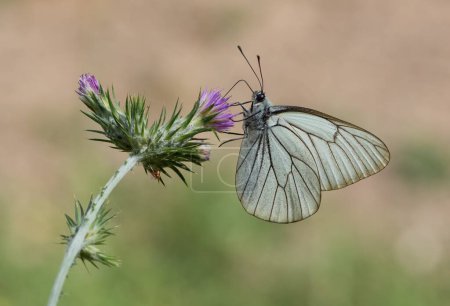 Fotos von verschiedenen gefleckten Schmetterlingen, die sich von Blumen ernähren
