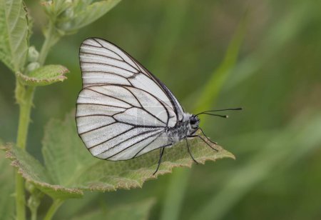 Fotos de varias mariposas moteadas alimentándose de flores