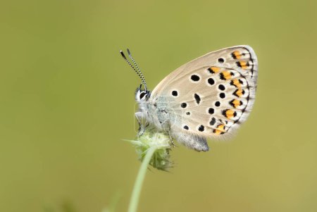 Schmetterlinge in der Tierwelt und was wir durch die Linse sehen