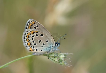 Schmetterlinge in der Tierwelt und was wir durch die Linse sehen