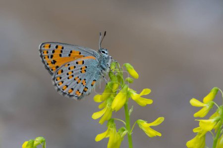 flores y mariposas en la vida natural