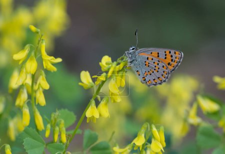 Blumen und Schmetterlinge im natürlichen Leben