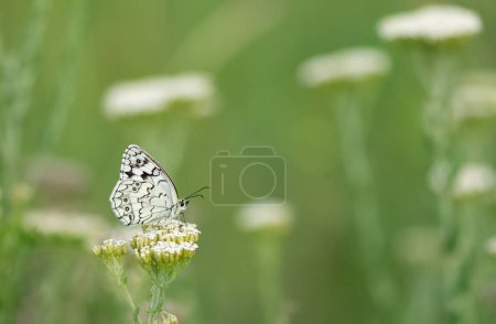 Téléchargez les photos : Fleurs et papillons dans la vie naturelle - en image libre de droit