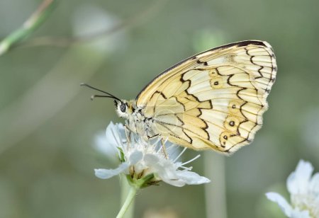 Foto de Flores y mariposas en la vida natural - Imagen libre de derechos