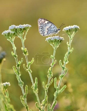 Téléchargez les photos : Fleurs et papillons dans la vie naturelle - en image libre de droit