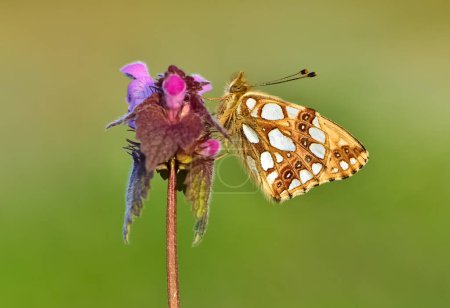 fotos de mariposas alimentándose de flores